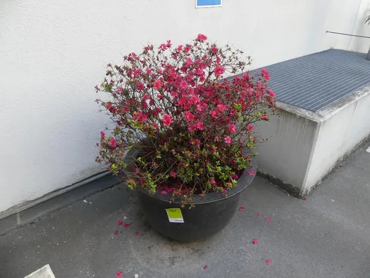 Bild von Los Nr. 767