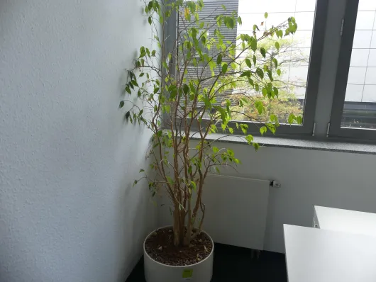 Bild von Los Nr. 942