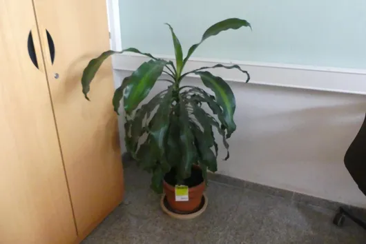 Bild von Los Nr. 812