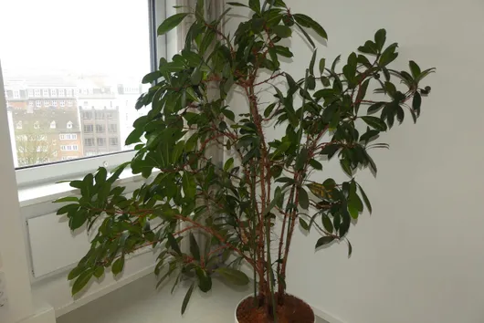 Bild von Los Nr. 2776