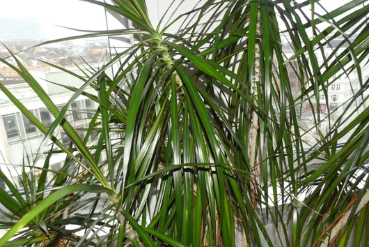 Bild von Los Nr. 2798