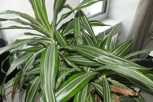 Bild von Los Nr. 2803