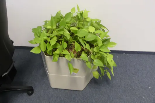 Bild von Los Nr. 307