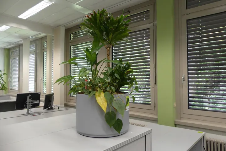 Bild
