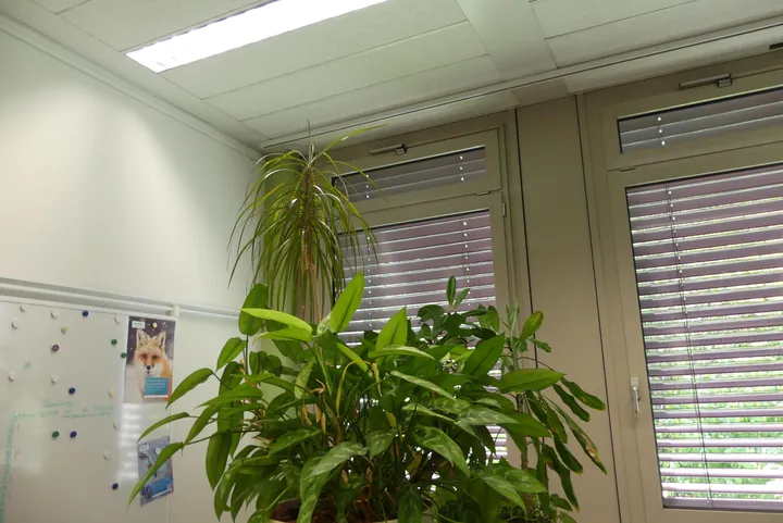 Bild