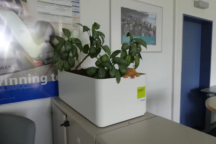 Bild
