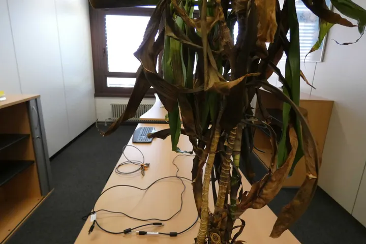 Bild