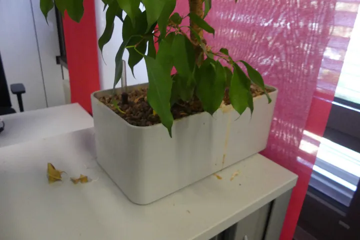 Bild