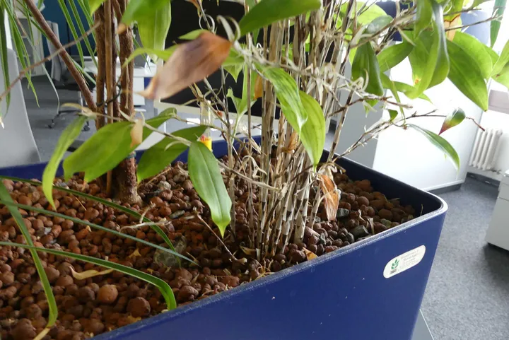Bild