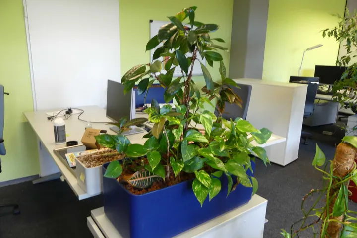 Bild
