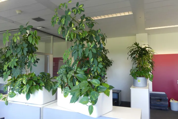 Bild