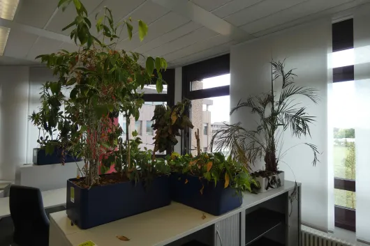 5x plant in planter
