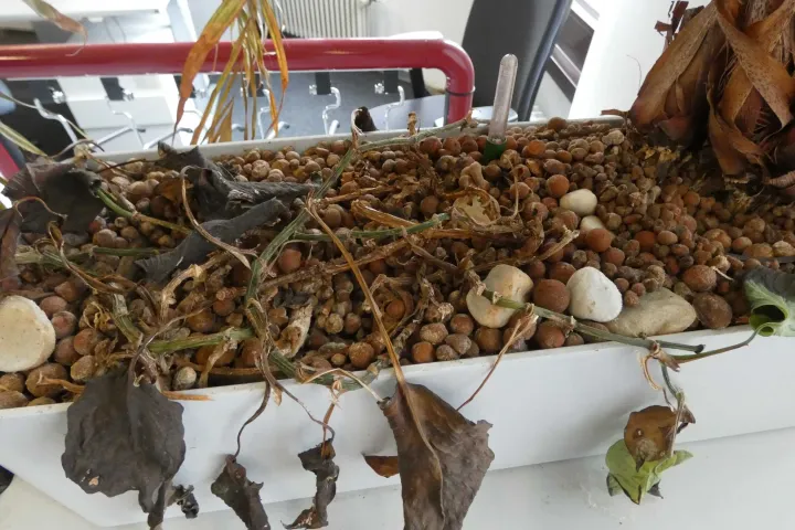 Bild