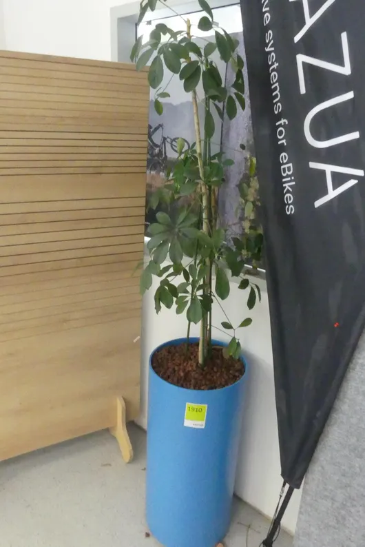 Plant in pot
