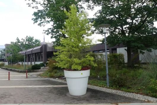 Bild von Auktion ARBEITSVERSION - SIEMENS Moorenbrunn Standortauflösung wegen Umzug - Pflanzen im Außenbereich