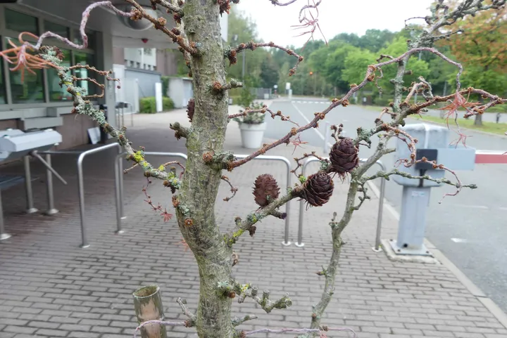 Bild