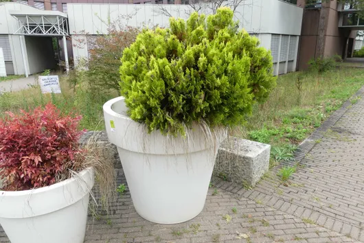 Bild von Los Nr. 5114