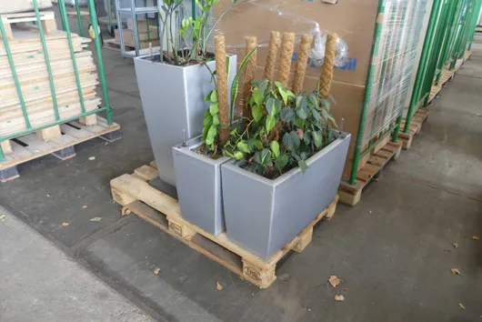 Lot of plants, with pallet