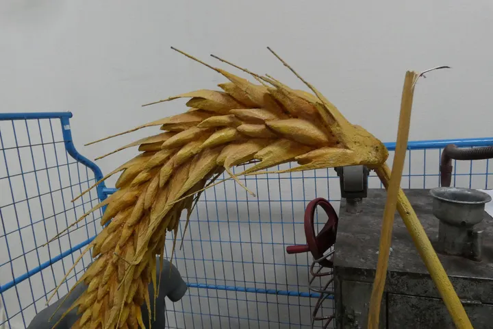 Bild