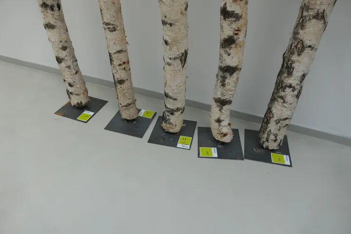 Bild