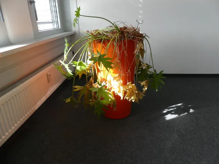 Bild